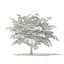 Trees 3D Models Collection Mental Ray