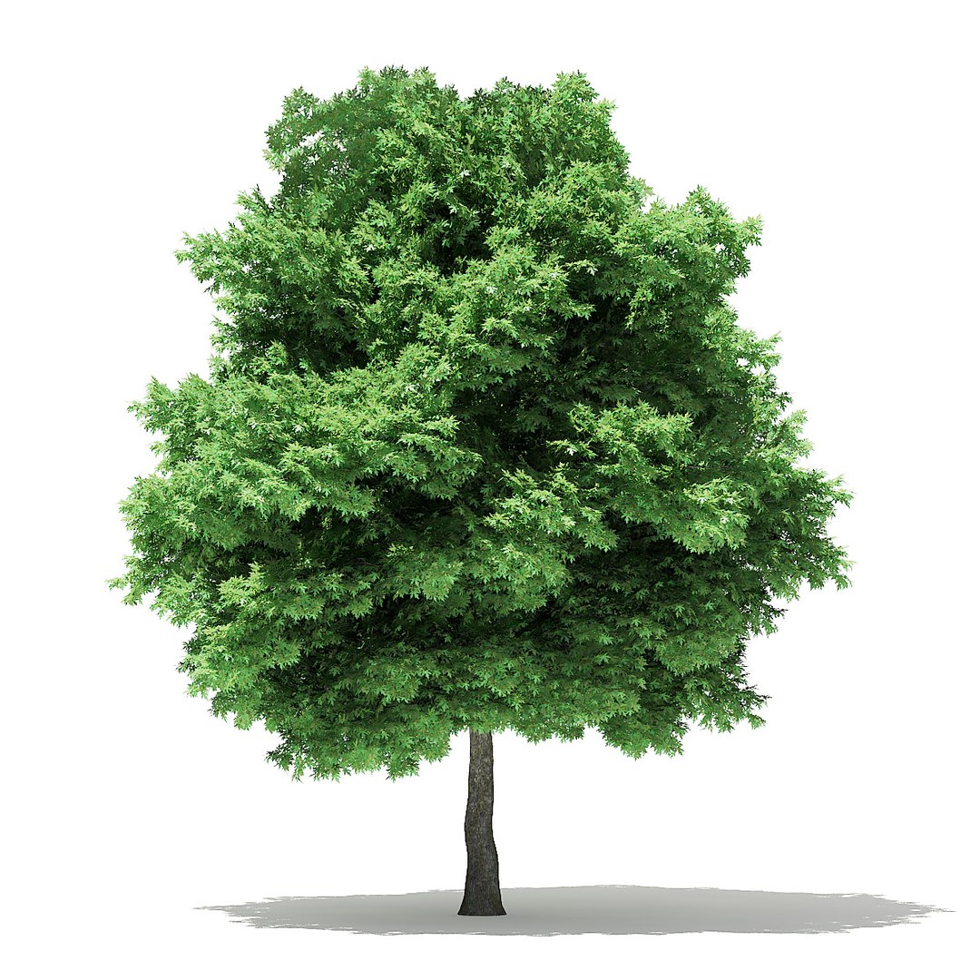 trees deciduous american model https://p.turbosquid.com/ts-thumb/IJ/mVfVp6/PlUSF3jE/cgaxis_models_109_3300/jpg/1552595691/1920x1080/fit_q87/8b22cf11766cf4d81e32eda5854907372ed4c662/cgaxis_models_109_3300.jpg