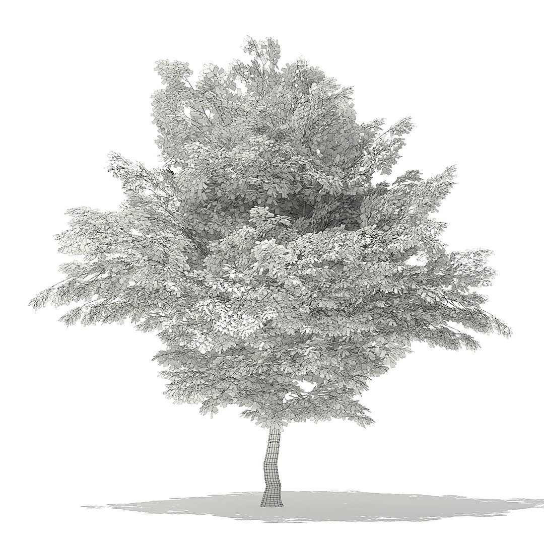 trees deciduous american model https://p.turbosquid.com/ts-thumb/IJ/mVfVp6/QwQQnSzk/cgaxis_models_109_2900grid/jpg/1552595690/1920x1080/fit_q87/4d229adf8f4a5ef3ca58ca540c9ef1c6af17cf87/cgaxis_models_109_2900grid.jpg