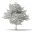 Trees 3D Models Collection Mental Ray