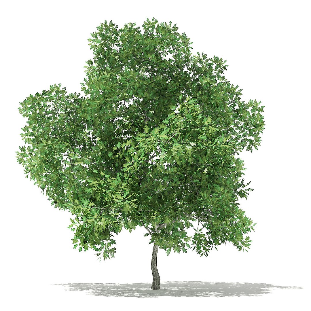 trees deciduous american model https://p.turbosquid.com/ts-thumb/IJ/mVfVp6/ToWfleGg/cgaxis_models_109_2000/jpg/1552595689/1920x1080/fit_q87/69b3e24e245b29db9f41e5bfb58c98246978a285/cgaxis_models_109_2000.jpg