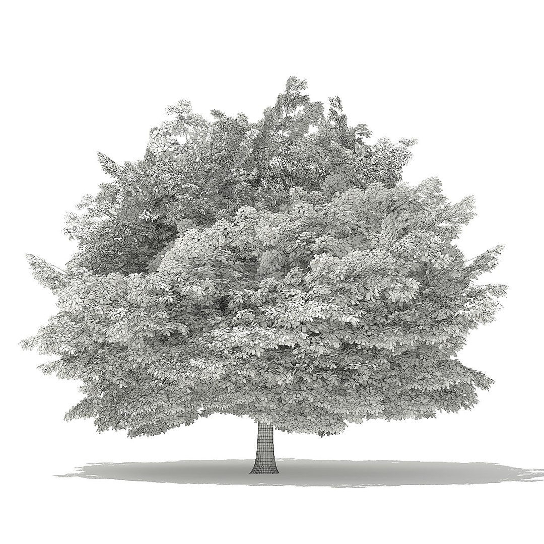 trees deciduous american model https://p.turbosquid.com/ts-thumb/IJ/mVfVp6/UKx4o2uN/cgaxis_models_109_3100grid/jpg/1552595690/1920x1080/fit_q87/615435b4fc8e13679ebc120a2b916f65d7a8817f/cgaxis_models_109_3100grid.jpg