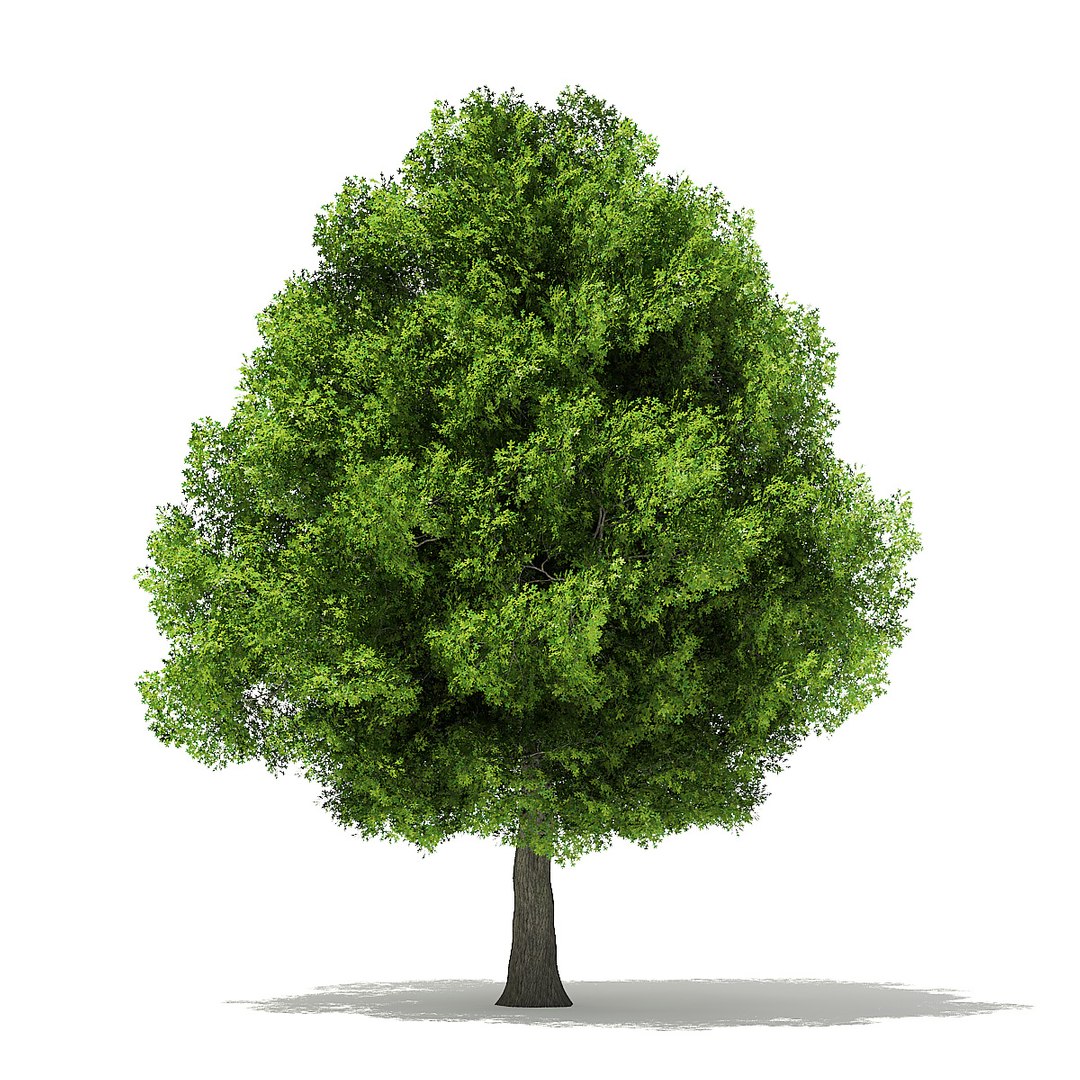 trees deciduous american model https://p.turbosquid.com/ts-thumb/IJ/mVfVp6/UsQwwy7N/cgaxis_models_109_2300/jpg/1552595689/1920x1080/fit_q87/8d31c9c6cbe5ea4597383fa445c7976d18a0fe46/cgaxis_models_109_2300.jpg