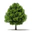 Trees 3D Models Collection Mental Ray