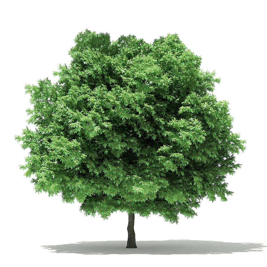 trees deciduous american model https://p.turbosquid.com/ts-thumb/IJ/mVfVp6/V7EyFYD2/cgaxis_models_109_3500/jpg/1552595691/1920x1080/fit_q87/f2fec0341be7891e3c3ab765d10a7584ee29b503/cgaxis_models_109_3500.jpg