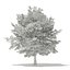 Trees 3D Models Collection Mental Ray