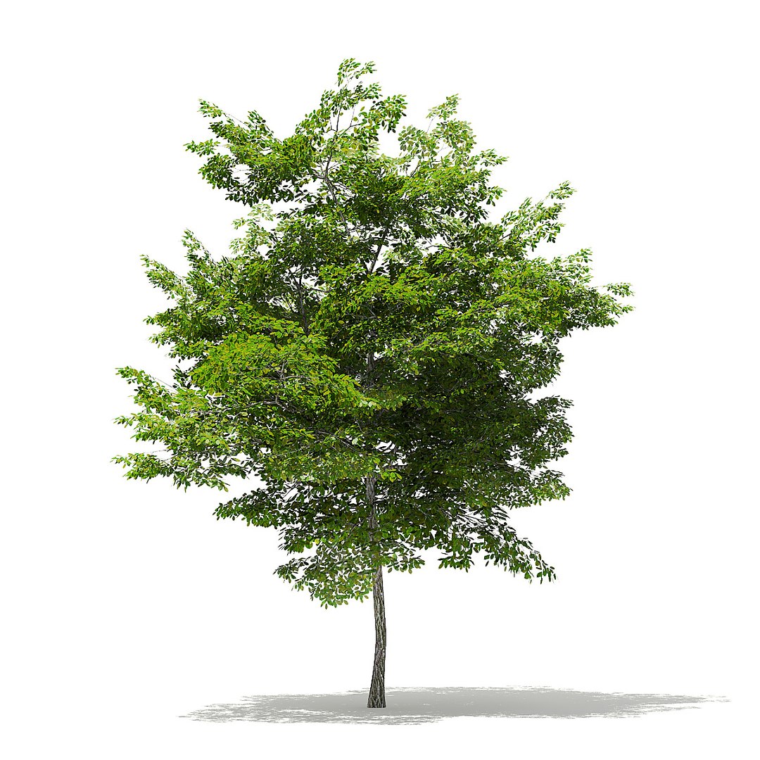 trees deciduous american model https://p.turbosquid.com/ts-thumb/IJ/mVfVp6/WZXHZVxN/cgaxis_models_109_1500/jpg/1552595688/1920x1080/fit_q87/e71942d521c255eb6aeb6d73be5f1047781c26cf/cgaxis_models_109_1500.jpg