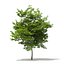 Trees 3D Models Collection Mental Ray