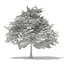 Trees 3D Models Collection Mental Ray