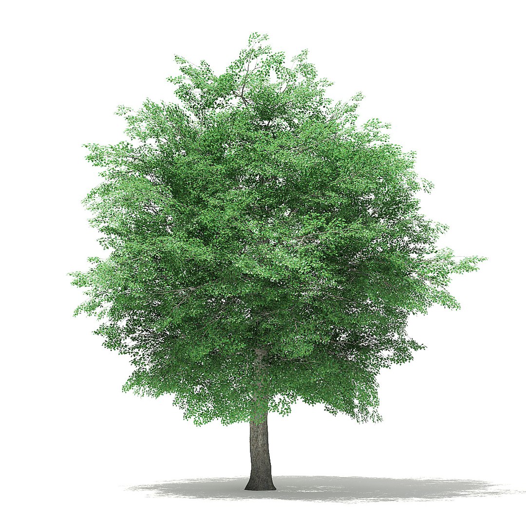 trees deciduous american model https://p.turbosquid.com/ts-thumb/IJ/mVfVp6/a8xEPHIT/cgaxis_models_109_2600/jpg/1552595690/1920x1080/fit_q87/e6147c712dc83e660a48d0c2527aa25dea666557/cgaxis_models_109_2600.jpg