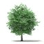 Trees 3D Models Collection Mental Ray