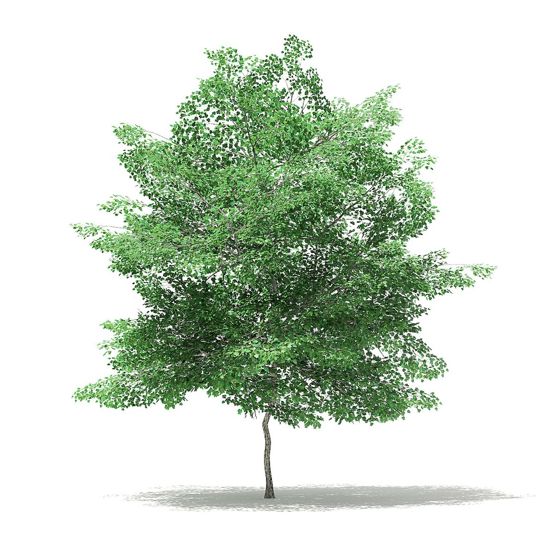 trees deciduous american model https://p.turbosquid.com/ts-thumb/IJ/mVfVp6/aOj5bPPR/cgaxis_models_109_3000/jpg/1552595690/1920x1080/fit_q87/d1fbddc8286fef89af62bae4a92f2a7f1d909683/cgaxis_models_109_3000.jpg