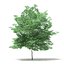 Trees 3D Models Collection Mental Ray