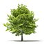 Trees 3D Models Collection Mental Ray