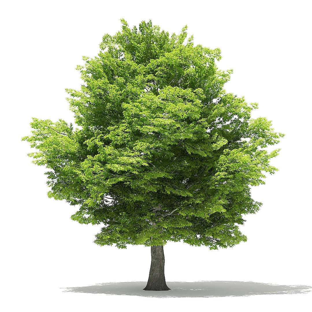 trees deciduous american model https://p.turbosquid.com/ts-thumb/IJ/mVfVp6/bod8eoXK/cgaxis_models_109_0600/jpg/1552595687/1920x1080/fit_q87/e9ea6c665e61cd2b249417897213215bfcbe5fc8/cgaxis_models_109_0600.jpg