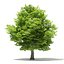 Trees 3D Models Collection Mental Ray