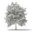 Trees 3D Models Collection Mental Ray