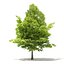 Trees 3D Models Collection Mental Ray