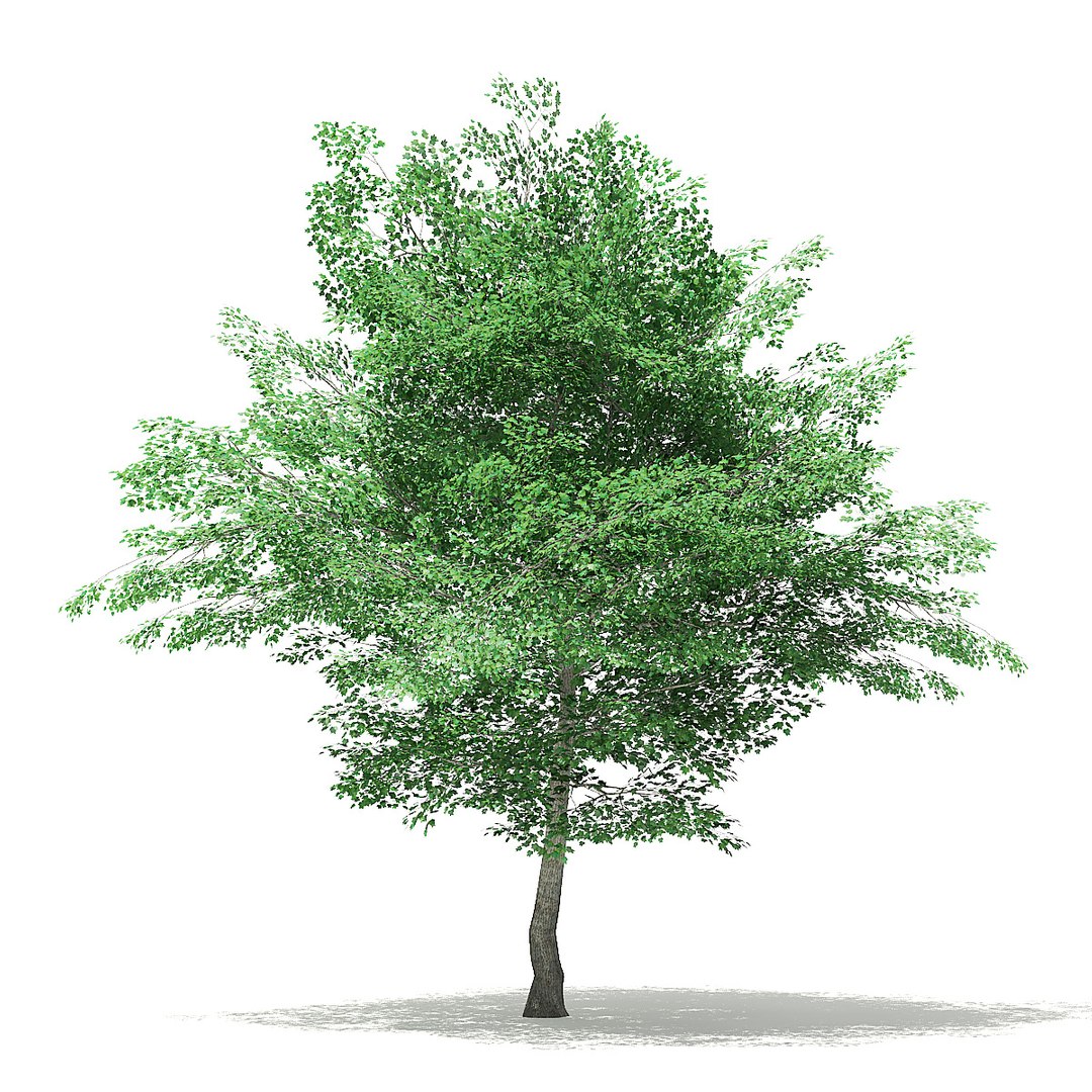 trees deciduous american model https://p.turbosquid.com/ts-thumb/IJ/mVfVp6/dokyv0Ie/cgaxis_models_109_2900/jpg/1552595690/1920x1080/fit_q87/8f7ddac1968cea15a1f2c05ac7e76f3db1d3fbaa/cgaxis_models_109_2900.jpg