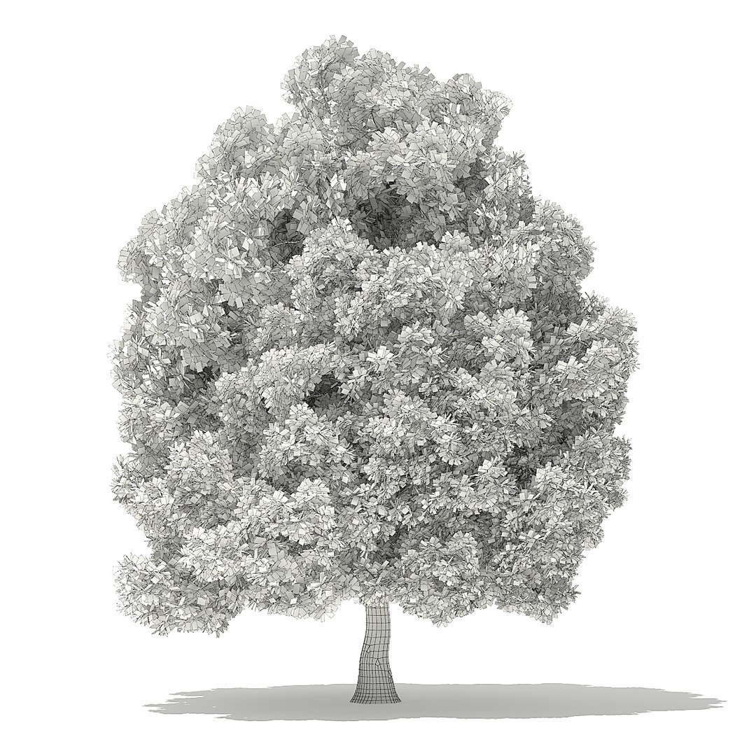 trees deciduous american model https://p.turbosquid.com/ts-thumb/IJ/mVfVp6/eRSPYm9U/cgaxis_models_109_2200grid/jpg/1552595689/1920x1080/fit_q87/9d2d19e7511a5c2cc0bc0b57b85131c14dadec98/cgaxis_models_109_2200grid.jpg