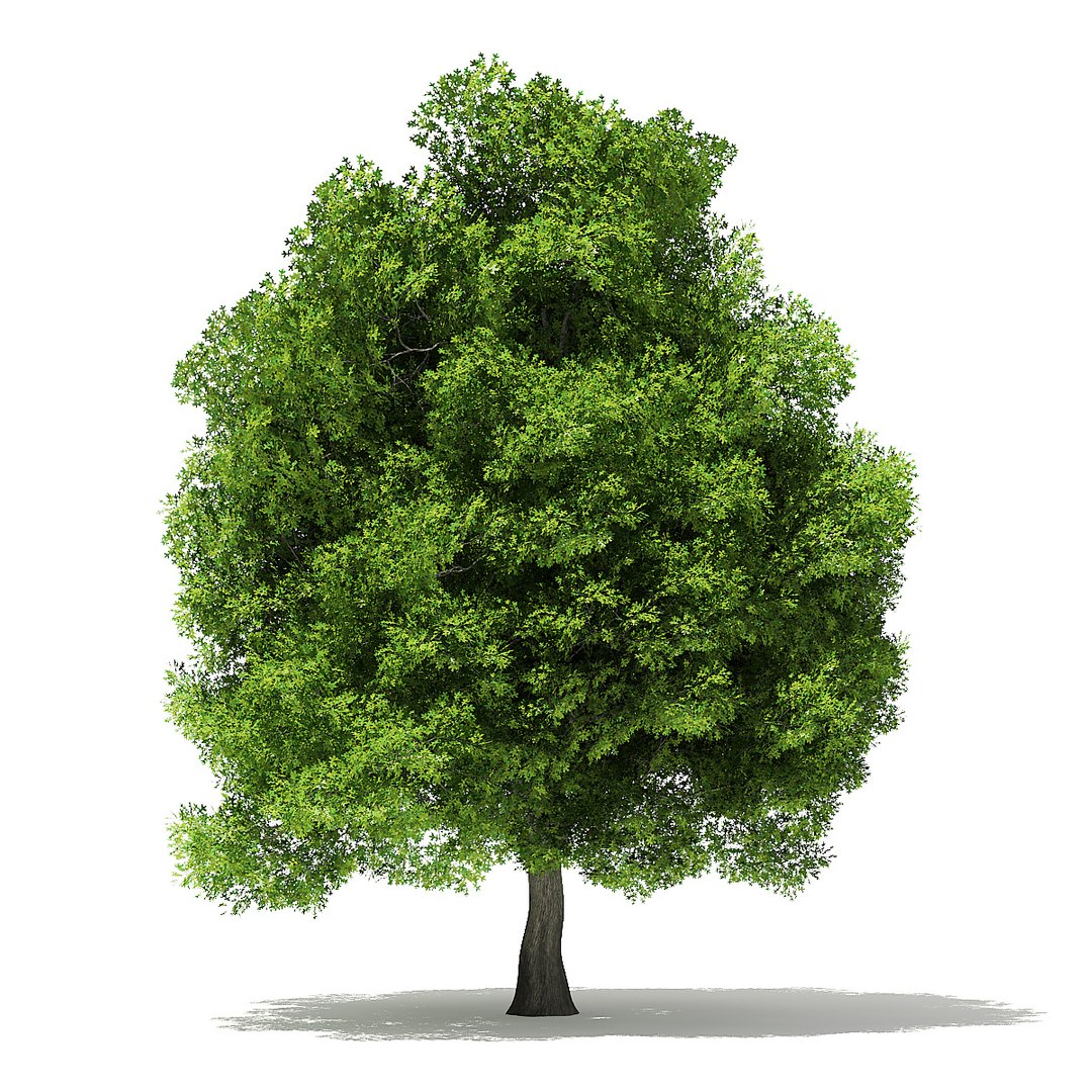 trees deciduous american model https://p.turbosquid.com/ts-thumb/IJ/mVfVp6/eYKC6cUC/cgaxis_models_109_2200/jpg/1552595689/1920x1080/fit_q87/9cf499ec37181c72212956d5c5a69f86786b7fee/cgaxis_models_109_2200.jpg