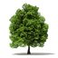 Trees 3D Models Collection Mental Ray