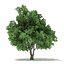 Trees 3D Models Collection Mental Ray