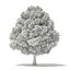 Trees 3D Models Collection Mental Ray