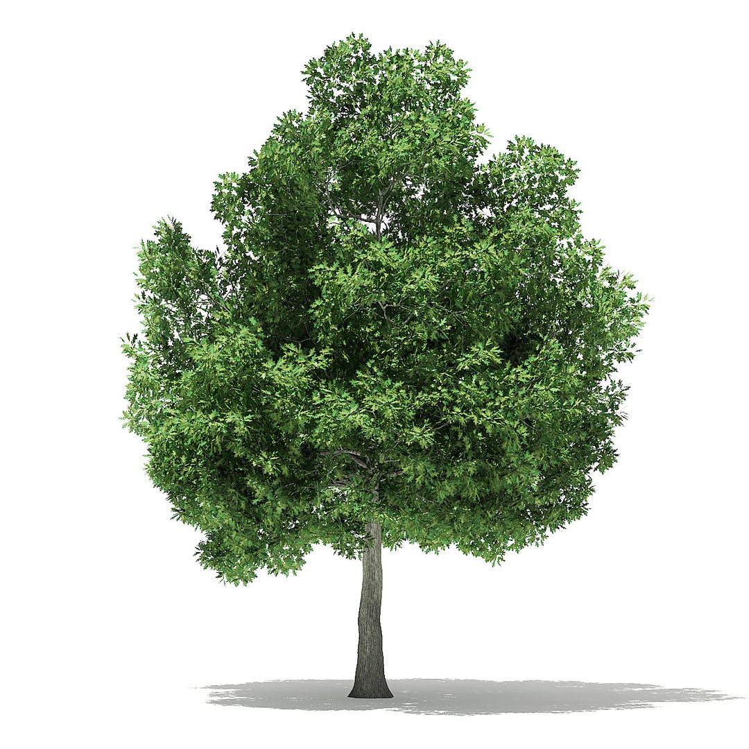 trees deciduous american model https://p.turbosquid.com/ts-thumb/IJ/mVfVp6/idwiKs0S/cgaxis_models_109_1800/jpg/1552595689/1920x1080/fit_q87/1a8add014fb1a269a4bf708e06589e3a7dbe1288/cgaxis_models_109_1800.jpg