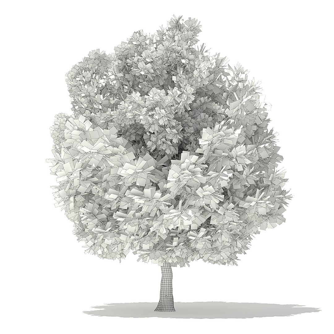 trees deciduous american model https://p.turbosquid.com/ts-thumb/IJ/mVfVp6/jXSo4Hk6/cgaxis_models_109_1900grid/jpg/1552595689/1920x1080/fit_q87/f17de8b68bcbde6b1f60915b275d105be54b04c8/cgaxis_models_109_1900grid.jpg