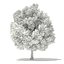 Trees 3D Models Collection Mental Ray