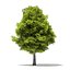 Trees 3D Models Collection Mental Ray