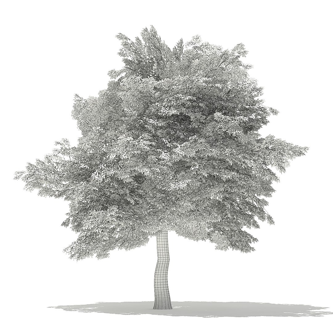 trees deciduous american model https://p.turbosquid.com/ts-thumb/IJ/mVfVp6/pmLxwdxB/cgaxis_models_109_0800grid/jpg/1552595688/1920x1080/fit_q87/f76012e6e3f3975571a6320eedcce538dc4221da/cgaxis_models_109_0800grid.jpg
