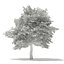Trees 3D Models Collection Mental Ray