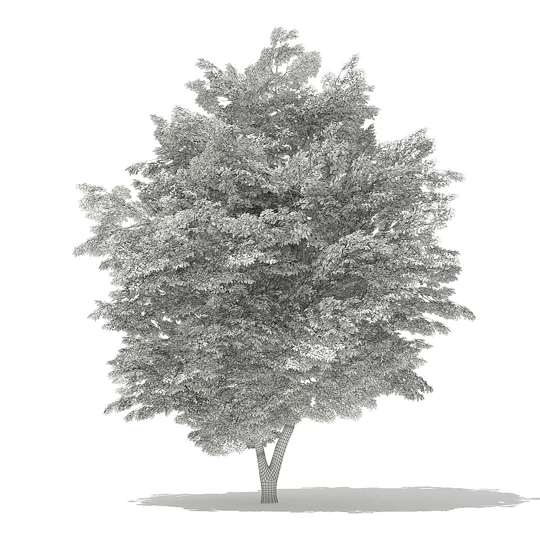 trees deciduous american model https://p.turbosquid.com/ts-thumb/IJ/mVfVp6/qmqxrFmL/cgaxis_models_109_1400grid/jpg/1552595688/1920x1080/fit_q87/8d70b7c778dbf2efdbf858e2d48e6bd56d3f819d/cgaxis_models_109_1400grid.jpg