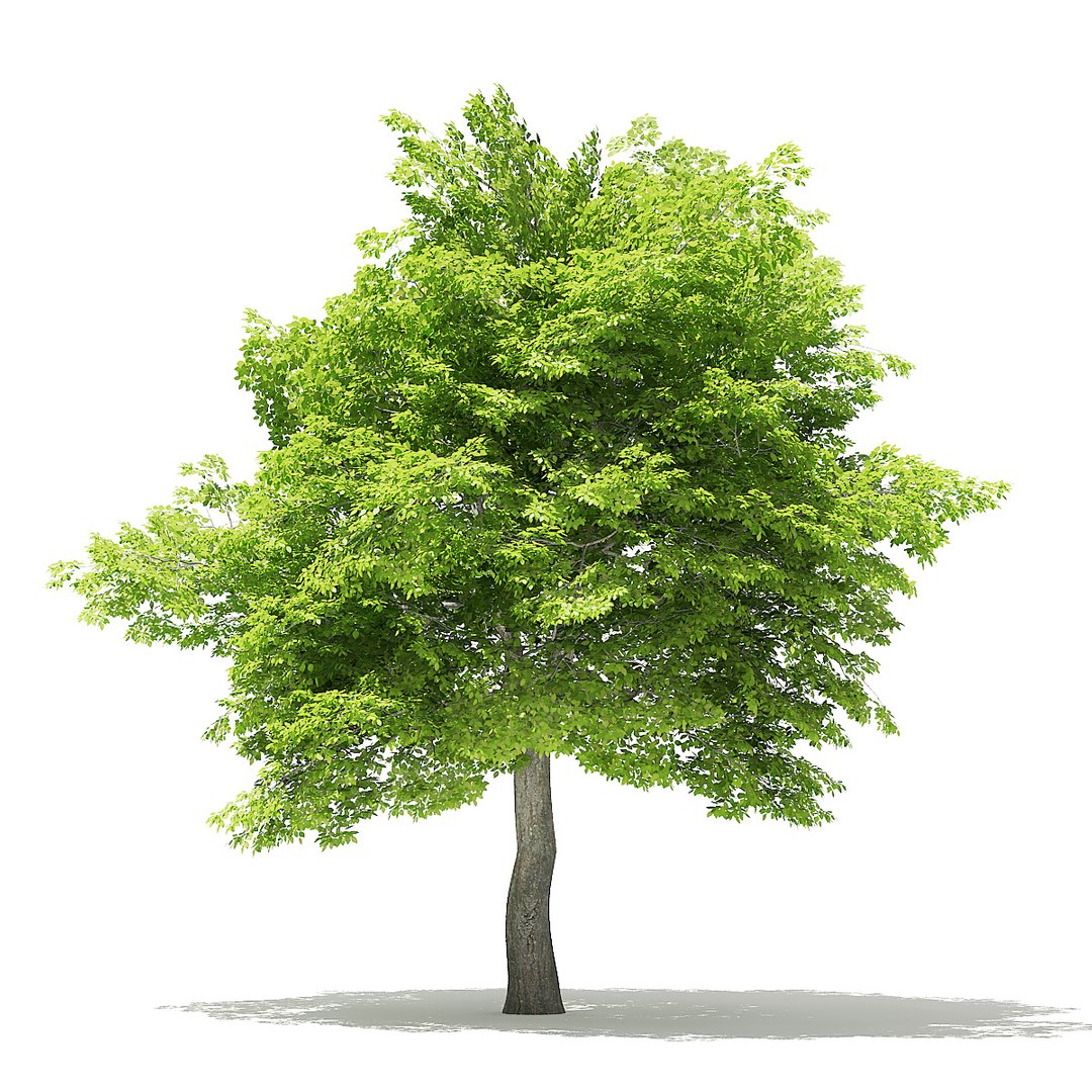 trees deciduous american model https://p.turbosquid.com/ts-thumb/IJ/mVfVp6/sOve1VuU/cgaxis_models_109_0800/jpg/1552595688/1920x1080/fit_q87/4aff99b480d44360adee254b92abd1f3fee66802/cgaxis_models_109_0800.jpg