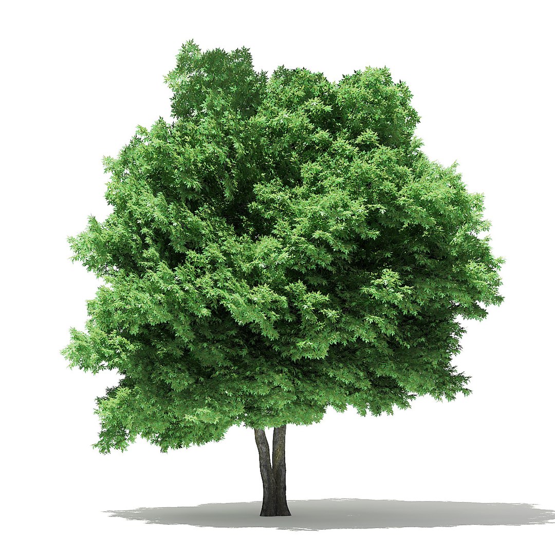 trees deciduous american model https://p.turbosquid.com/ts-thumb/IJ/mVfVp6/shBRPJQQ/cgaxis_models_109_3200/jpg/1552595690/1920x1080/fit_q87/652e5013b2fd8f3fb93500ffc422295f167fe223/cgaxis_models_109_3200.jpg