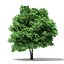 Trees 3D Models Collection Mental Ray