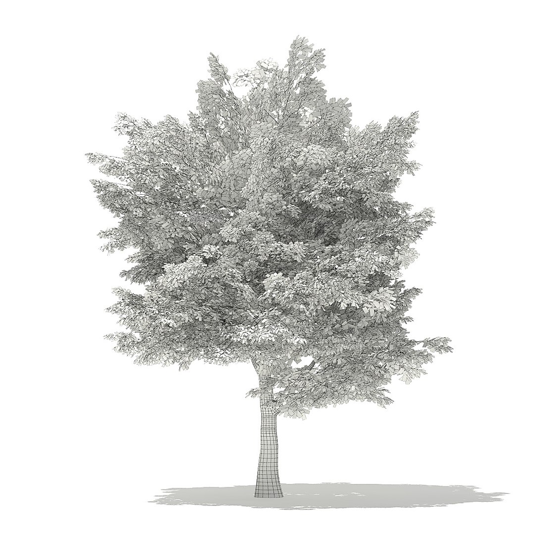 trees deciduous american model https://p.turbosquid.com/ts-thumb/IJ/mVfVp6/u8zd5BZG/cgaxis_models_109_0700grid/jpg/1552595688/1920x1080/fit_q87/2a62ab8419de692166604c935fdb39cb0943ecb7/cgaxis_models_109_0700grid.jpg