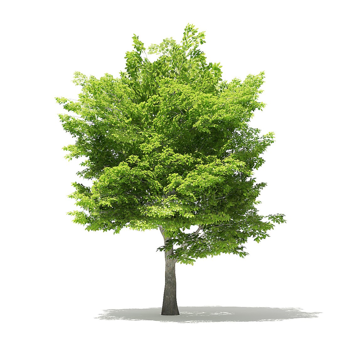 trees deciduous american model https://p.turbosquid.com/ts-thumb/IJ/mVfVp6/ucQIh2BL/cgaxis_models_109_0700/jpg/1552595687/1920x1080/fit_q87/bc7bfccd511d13150dfa9d038e19fdae11d47b48/cgaxis_models_109_0700.jpg