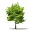 Trees 3D Models Collection Mental Ray