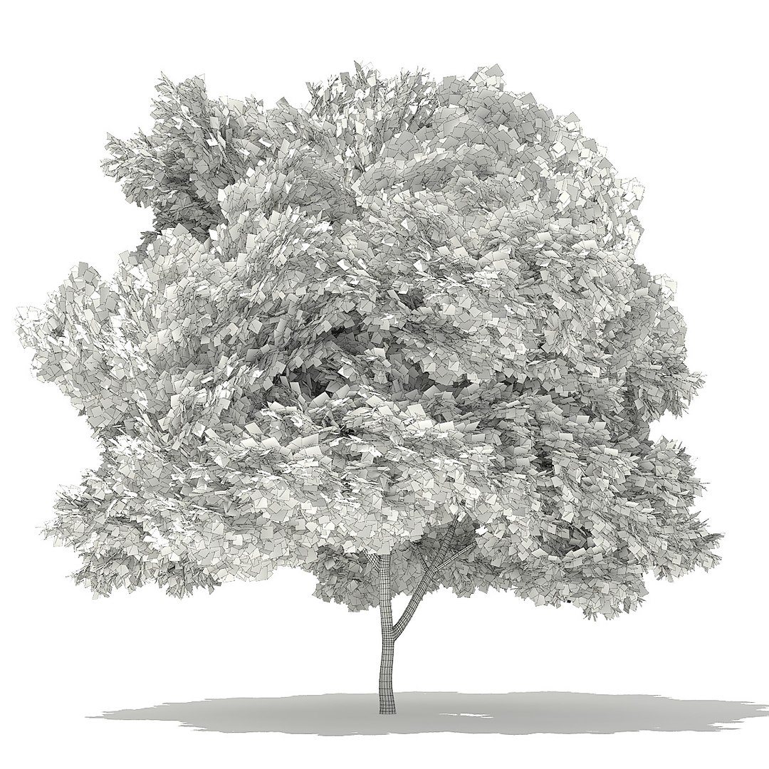 trees deciduous american model https://p.turbosquid.com/ts-thumb/IJ/mVfVp6/vqysTltj/cgaxis_models_109_3600grid/jpg/1552595691/1920x1080/fit_q87/360169cb82ad1ac38d8bebd55efa2012ba314622/cgaxis_models_109_3600grid.jpg