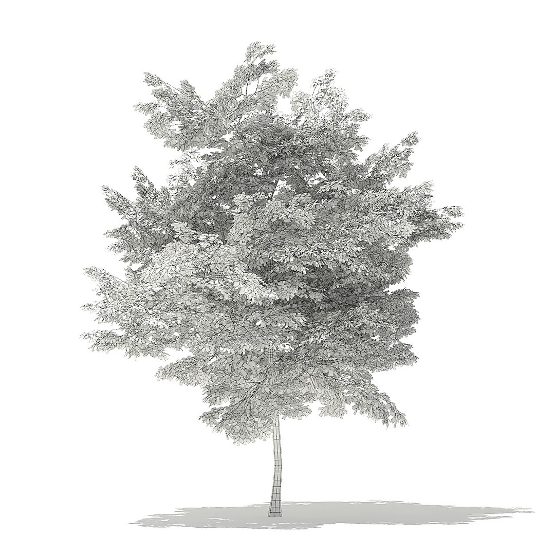 trees deciduous american model https://p.turbosquid.com/ts-thumb/IJ/mVfVp6/wSgv0tVS/cgaxis_models_109_1500grid/jpg/1552595687/1920x1080/fit_q87/9f30980a0d91ac983ccd2a9c994bfe191b70b346/cgaxis_models_109_1500grid.jpg