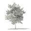 Trees 3D Models Collection Mental Ray