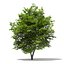Trees 3D Models Collection Mental Ray