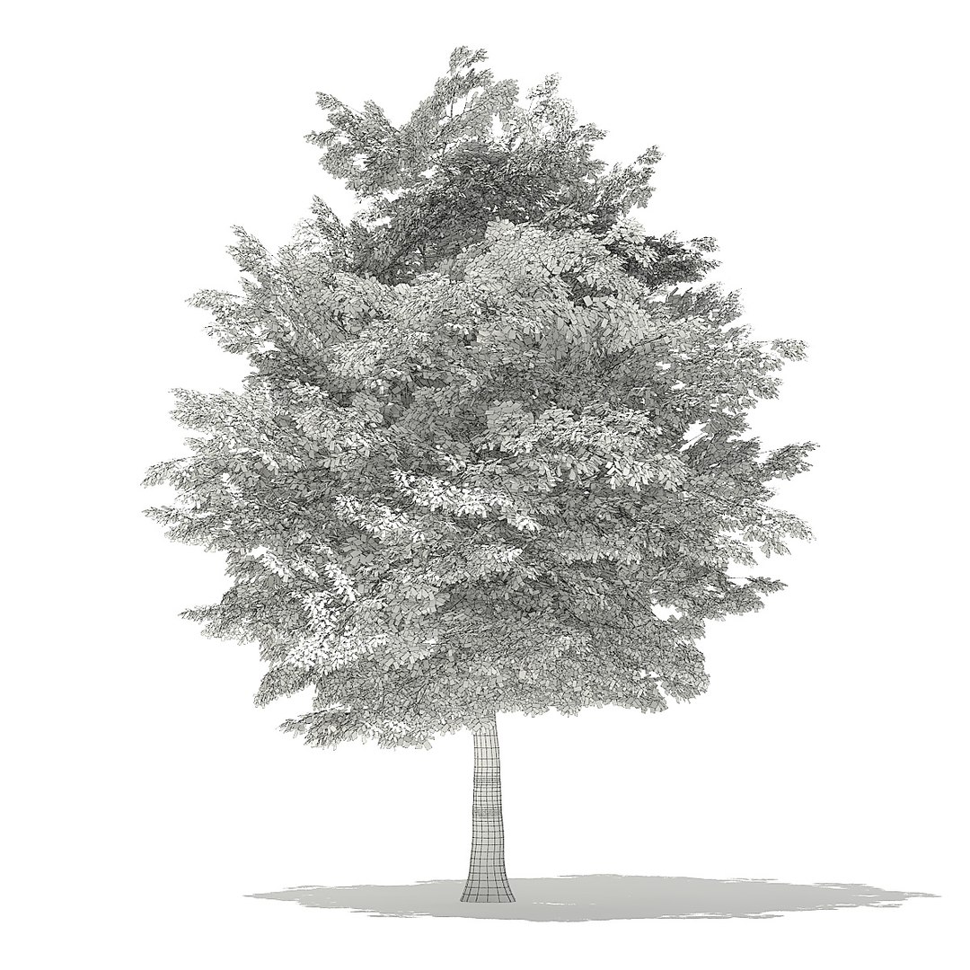 trees deciduous american model https://p.turbosquid.com/ts-thumb/IJ/mVfVp6/xExn9Qvi/cgaxis_models_109_0900grid/jpg/1552595688/1920x1080/fit_q87/b7815b2656bed255f524817b2bdcbfef8d44798b/cgaxis_models_109_0900grid.jpg