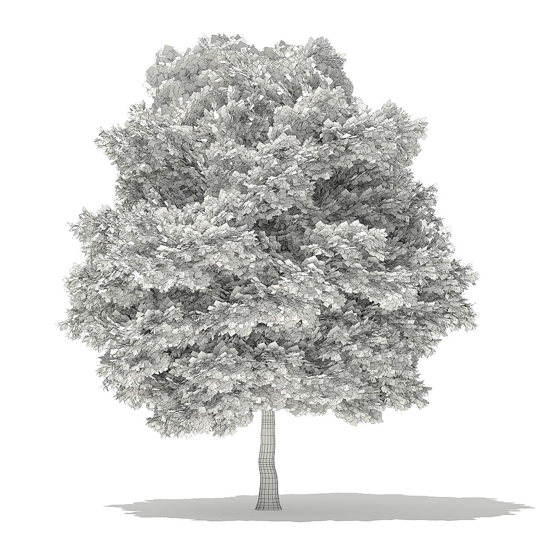trees deciduous american model https://p.turbosquid.com/ts-thumb/IJ/mVfVp6/xHyLc2wM/cgaxis_models_109_3300grid/jpg/1552595691/1920x1080/fit_q87/3ff149497fed3279b3fc29bc95239d487b771a27/cgaxis_models_109_3300grid.jpg