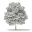 Trees 3D Models Collection Mental Ray