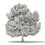 Trees 3D Models Collection Mental Ray