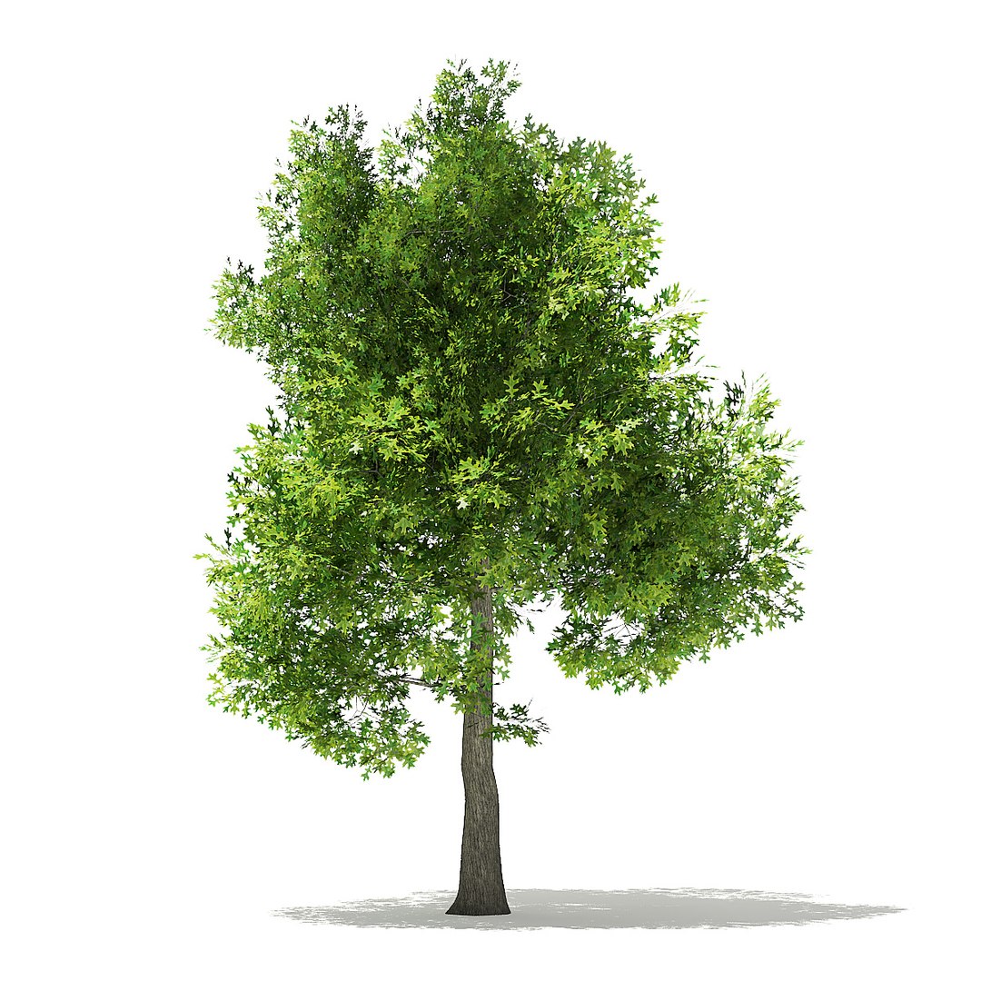 trees deciduous american model https://p.turbosquid.com/ts-thumb/IJ/mVfVp6/y2b0Re4z/cgaxis_models_109_2400/jpg/1552595690/1920x1080/fit_q87/ce26159b43ab6ed4fc2309f9f5040c8db74aefc8/cgaxis_models_109_2400.jpg